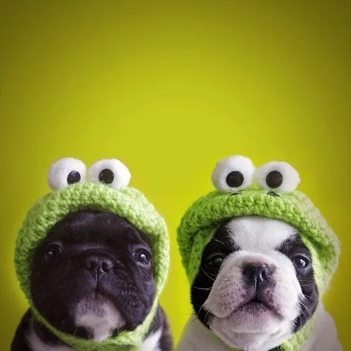Mascotas disfrazadas on Pinterest | Dog Costumes, Dog Grooming and ...