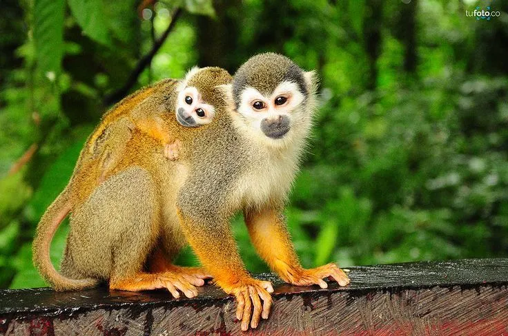 https://flic.kr/p/oq2mC3 | Isla de los micos | Madre e hijo titis ...