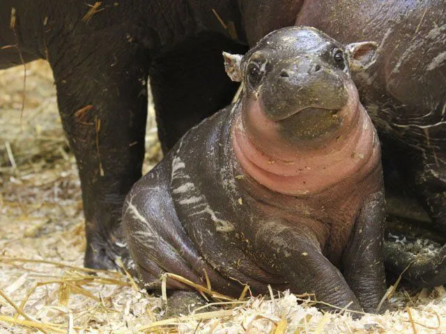 https://www.google.com.br/blank.html | Adoráveis Hipopótamos ...