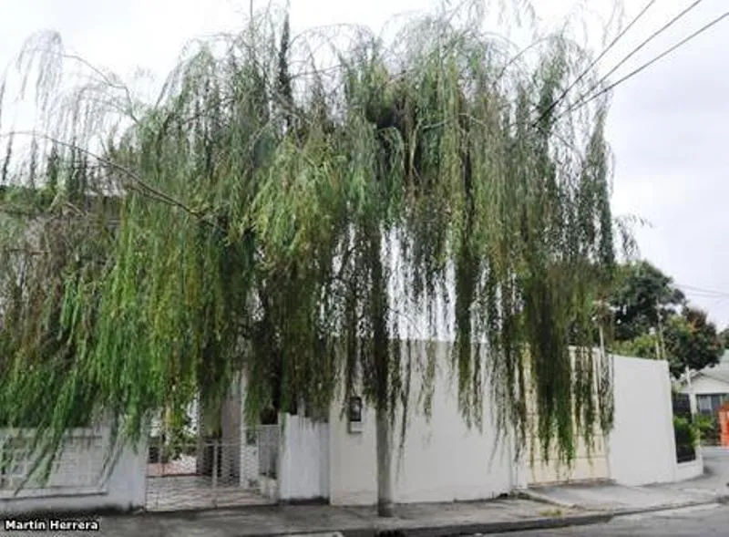 Huagra Ñaupa: Árboles de antaño que cedieron su espacio para la ... Huagra Ñaupa: Árboles de antaño que cedieron su espacio para la ...