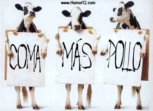 Huelga de Vacas.. Coma más Pollo! - Fotos de animales - Humor12.com