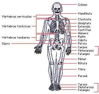 Los huesos