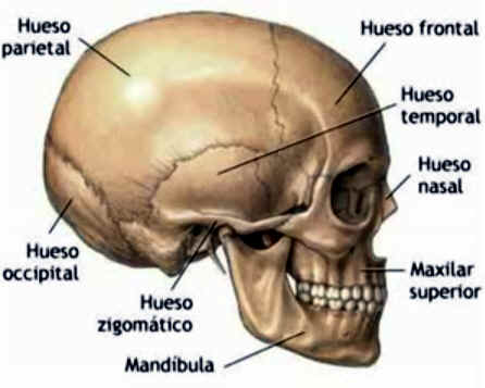 Huesos de la Cabeza Humana Craneo Huesos de la Cara Cuantos