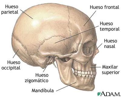 Los huesos de la cabeza - Imagui