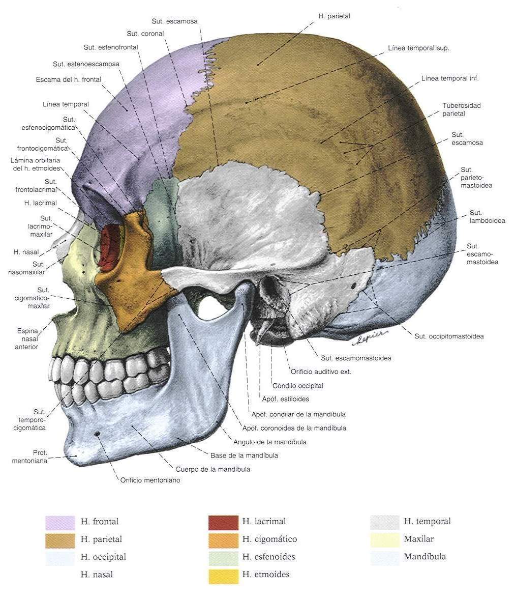  ... de Laboratorio para Odontologo: Osteologia Huesos del Craneo y la Cara