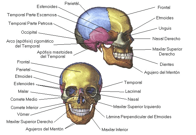 Huesos de la cara y sus partes - Imagui