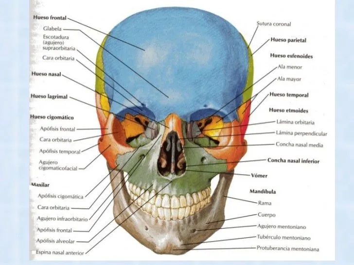 Huesos de la cara y sus partes - Imagui