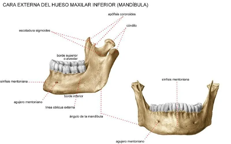 Huesos que componen la Cavidad Oral: HUESO MANDIBULAR O MAXILAR ...