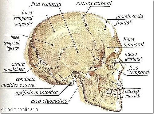 Huesos del Cráneo - Ciencia Explicada