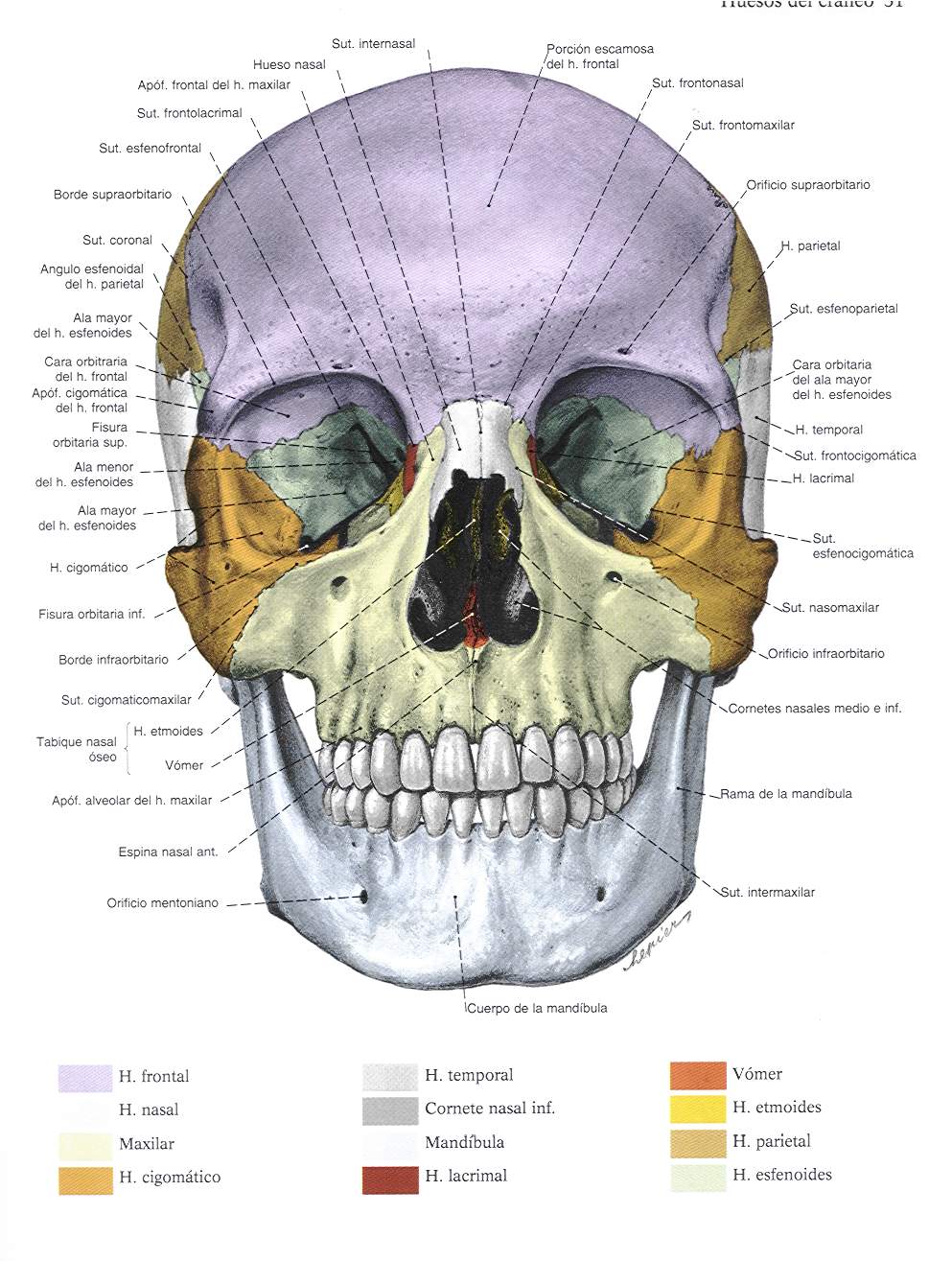  ... de Laboratorio para Odontologo: Osteologia Huesos del Craneo y la Cara