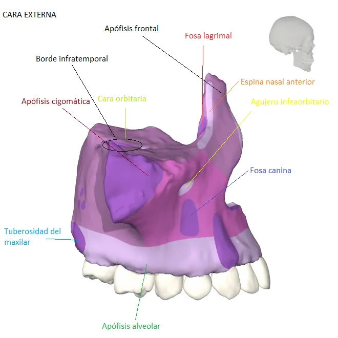 Huesos del Cráneo: Hueso Maxilar