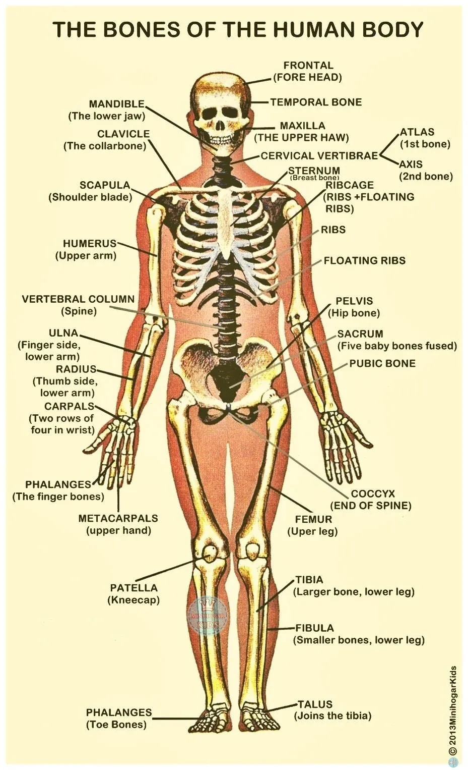 Huesos Del Cuerpo Humano – Esqueleto Pictures