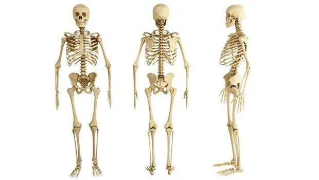 Huesos del cuerpo humano - Funciones, grupos e imágenes.