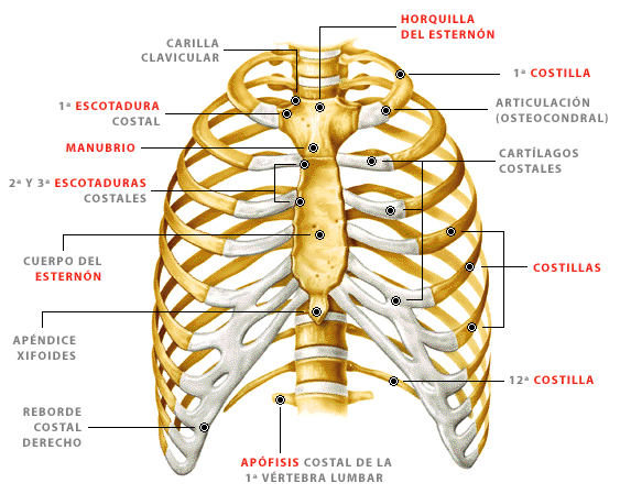 HUESOS DEL CUERPO HUMANO : HUESOS DEL TRONCO