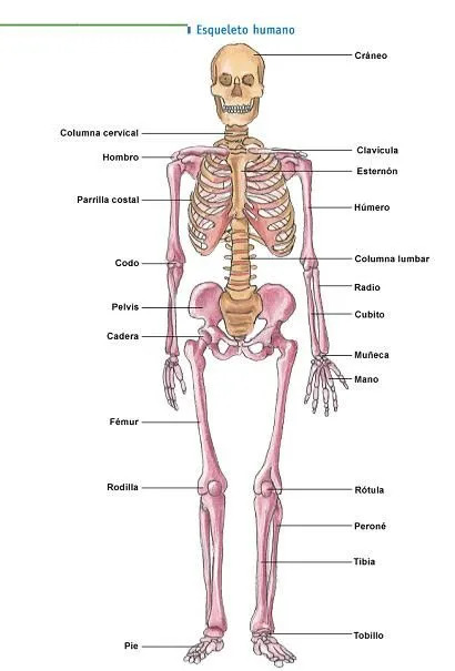 Esqueleto cuerpo humano para niños - Imagui