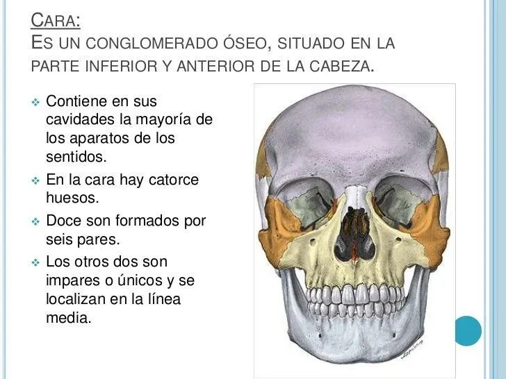 huesos-de-la-cara-2-728.jpg?cb ...
