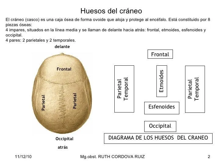 huesos-del-craneo-2-728.jpg?cb ...