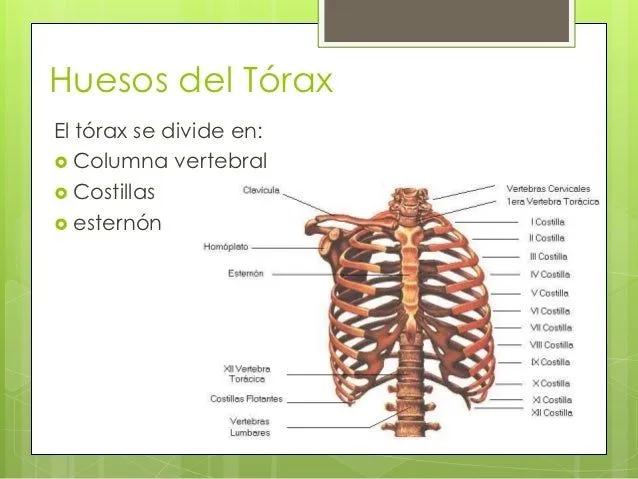 huesos-del-trax-y-musc-region- ...