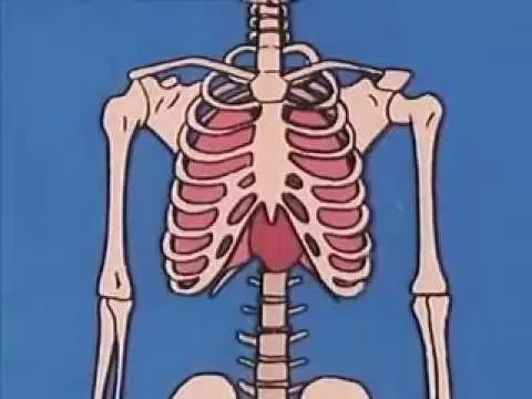 Los Huesos y el Esqueleto - YouTube
