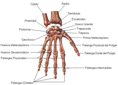 Los huesos de las extremidades | El Cuerpo Humano
