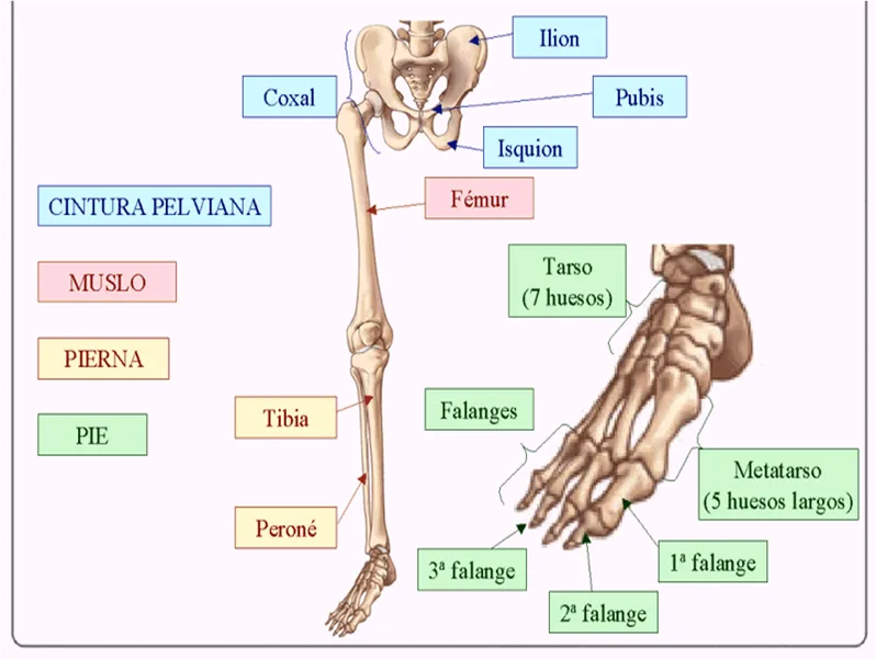 huesos de las extremidades inferiores | enfermerialomejor
