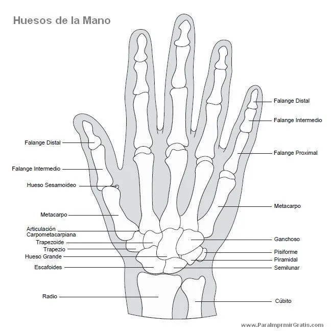 Huesos humanos. on Pinterest | Skeletons, Skeleton Craft and Html