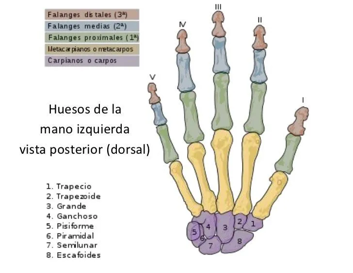 Huesos de la mano