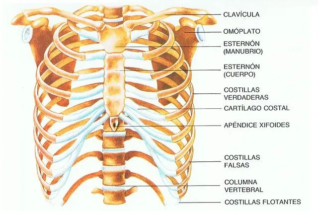Huesos del tórax: ¿Cuántos hay? ¿Cuáles son? (con imagen) | Saber ...