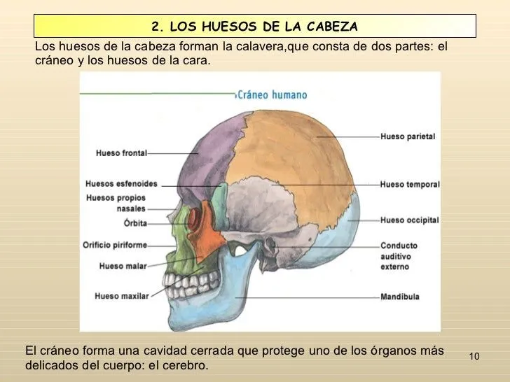 huesos-y-msculos-10-728.jpg?cb ...