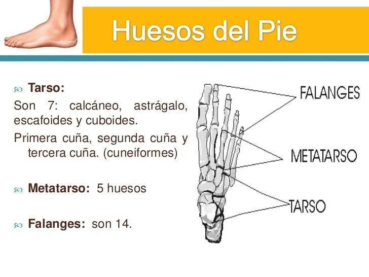 huesos-y-msculos-del-pie-2-728 ...