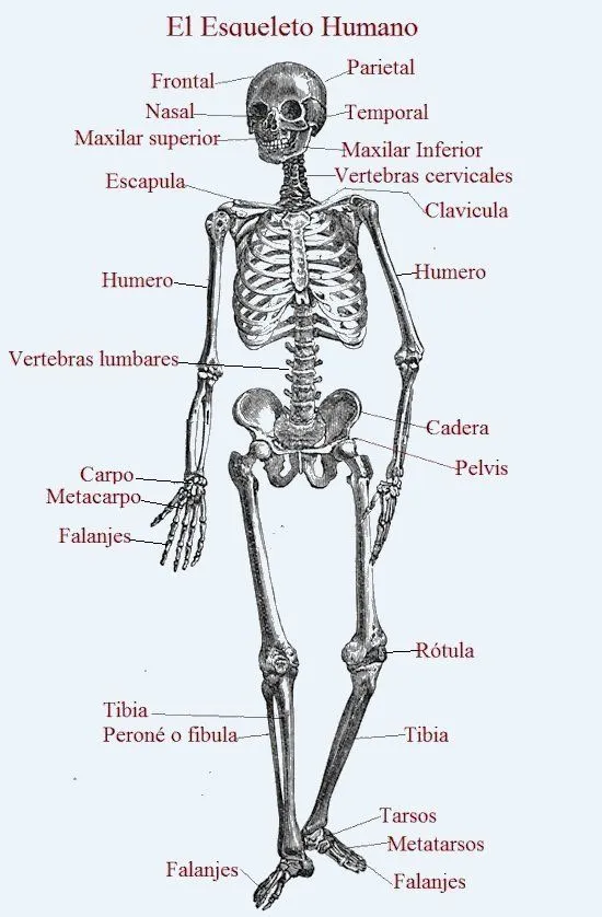 huesos.jpg