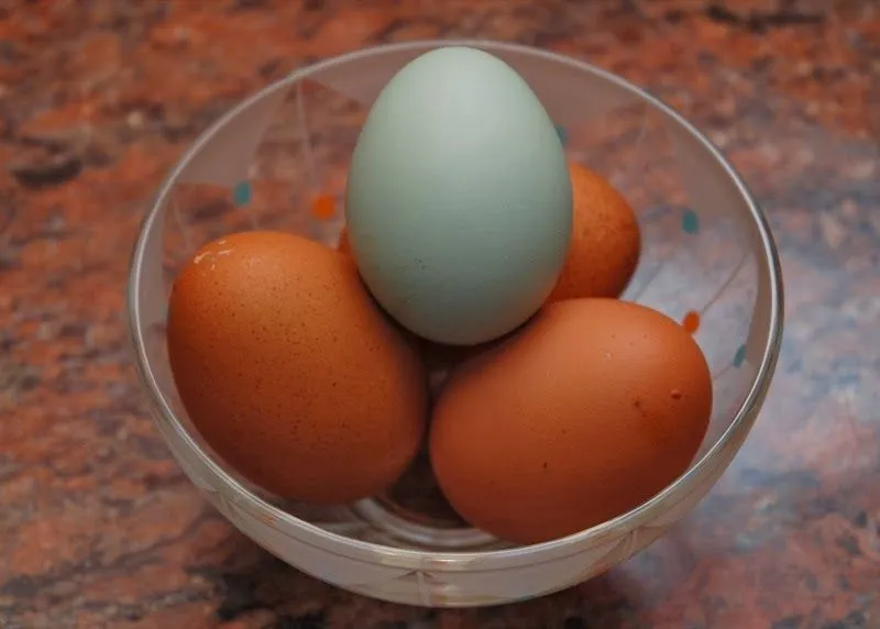 Huevos de gallina feliz | NO TENGAS MIEDO. HABLA SOLO.