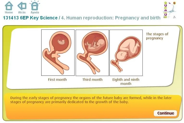 Human reproduction: Pregnancy and birth. Inglés 6º Primaria (SM ...