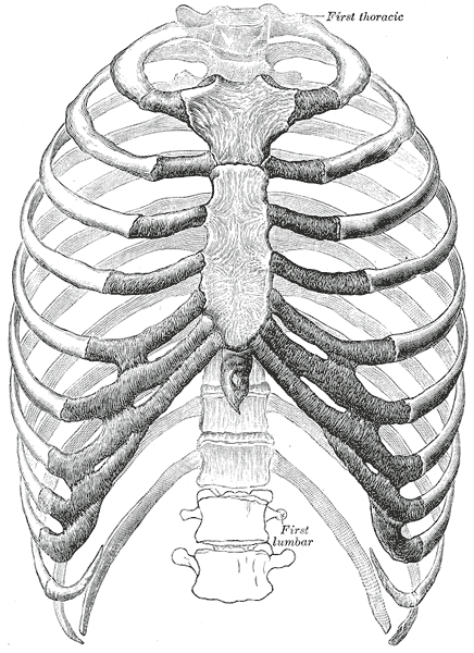 humana esqueleto tematicas medicina anatomia cuerpo humano esqueleto ... humana esqueleto tematicas medicina anatomia cuerpo humano esqueleto ...