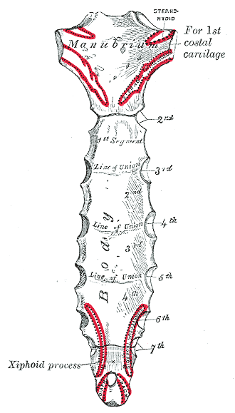 humana esqueleto tematicas medicina anatomia cuerpo humano esqueleto ... humana esqueleto tematicas medicina anatomia cuerpo humano esqueleto ...