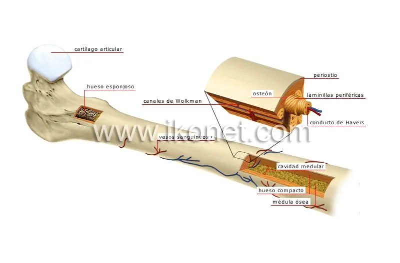 ser humano > anatomía > esqueleto > estructura de un hueso largo ... ser humano > anatomía > esqueleto > estructura de un hueso largo ...