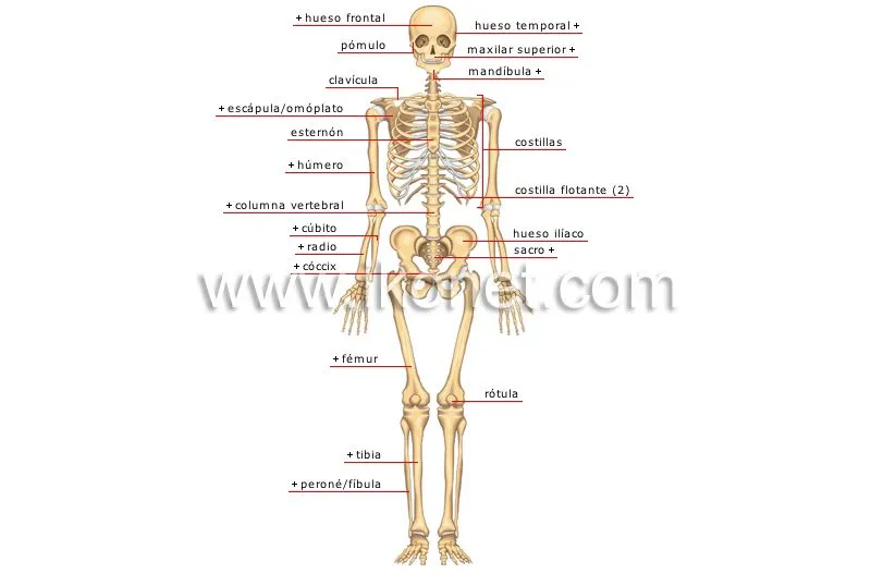 ser humano > anatomía > esqueleto > vista anterior imagen ...