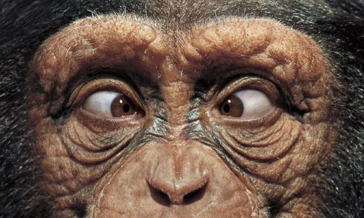 Humanos: Ahora con menos chimpancé (solo 89%) - Neoteo