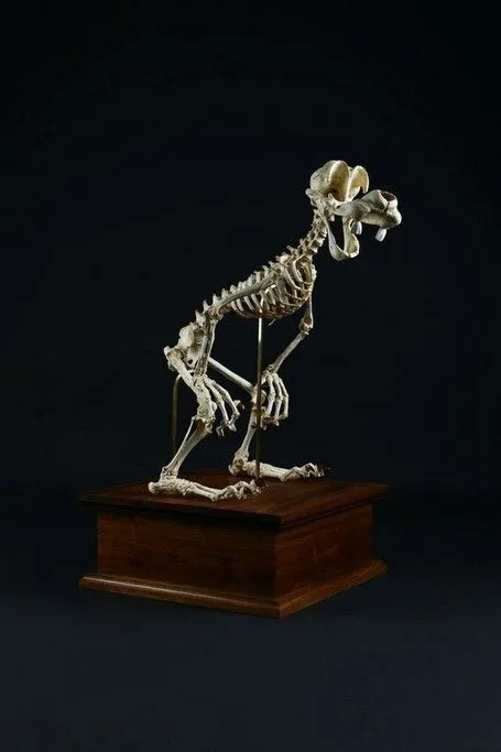 HUMOR: Mira cómo se ve el esqueleto de t...