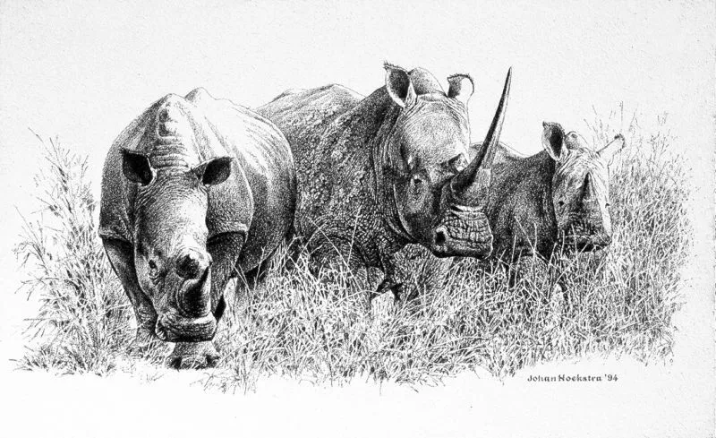 Dibujos de rinocerontes a lapiz - Imagui