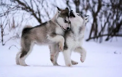Huskies Bebés en Pinterest | Huskies Siberianos, Cachorros Husky ...