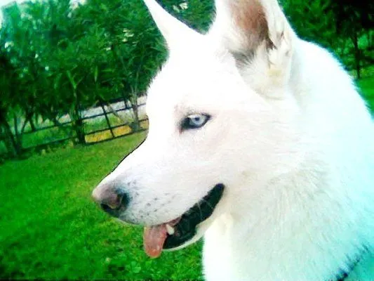 Lobo Siberiano blanco con ojos azúles - Imagui