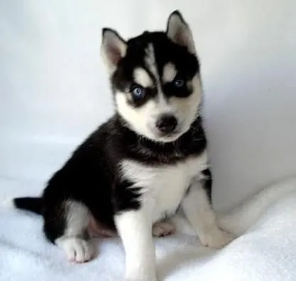 Husky Siberiano Blog: 10 preguntas para comprar un cachorro de husky