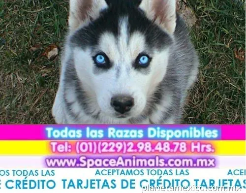 Husky Siberiano Cachorros en venta Paga hasta 12 Meses en Coyoacan ...
