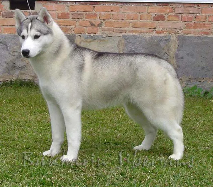 Husky Siberiano: Husky Siberiano Cinza (Fotos) Husky Siberiano: Husky Siberiano Cinza (Fotos)