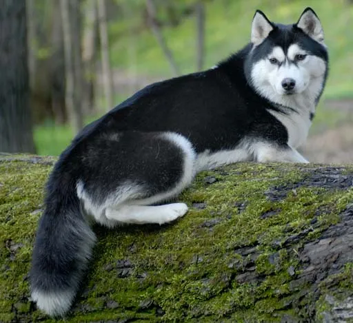 Husky Siberiano: Husky Siberiano Preto (Fotos) Husky Siberiano: Husky Siberiano Preto (Fotos)