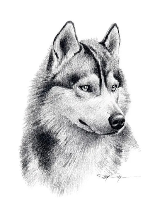 Dibujo de husky siberiano - Imagui