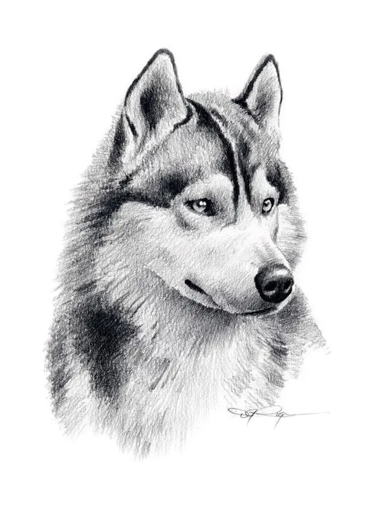 HUSKY siberiano lámina lápiz dibujo firmado por el por k9artgallery HUSKY siberiano lámina lápiz dibujo firmado por el por k9artgallery
