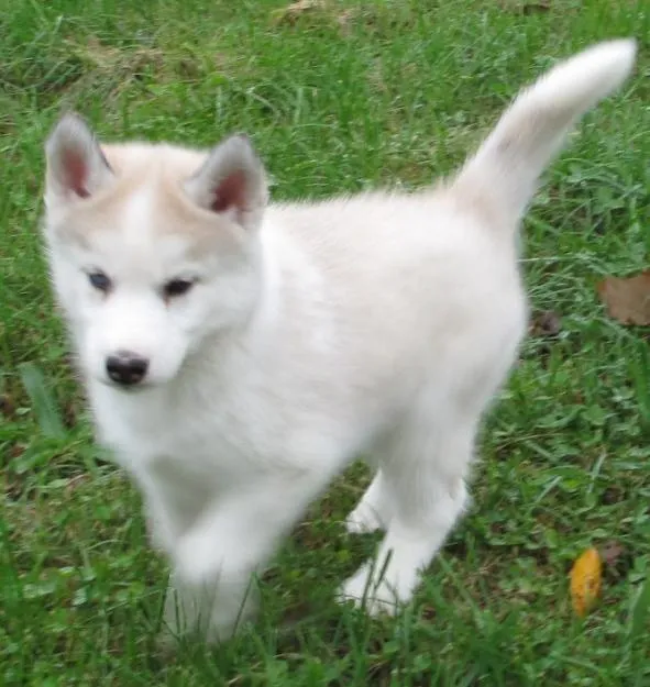 Husky siberiano blanco ojos azules bebé - Imagui