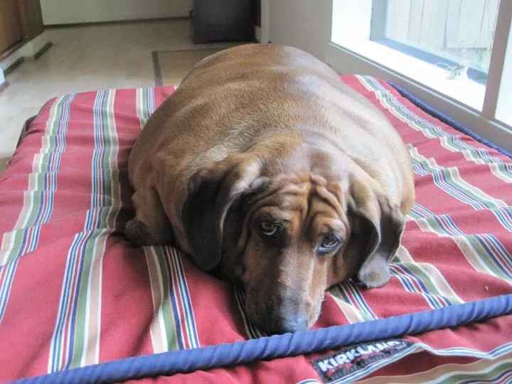 Husmeando por la red: El perro salchicha más gordo del mundo: 35 ...